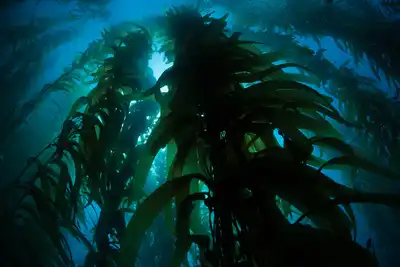 Ocean Conservation