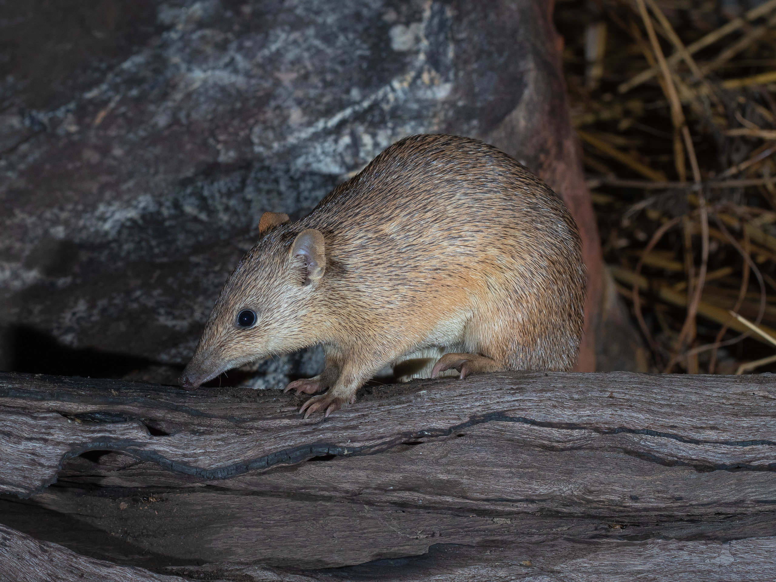 As with most bandicoots, the golden bandicoot has a long, flat, pointy nose. It is an omnivore, consuming succulents, insects, plant bulbs, and small reptiles. Image Credit: Brad Leue, AustralianWildlife.org. As with most bandicoots, the golden bandicoot has a long, flat, pointy nose. It is an omnivore, consuming succulents, insects, plant bulbs, and small reptiles. Image Credit: Brad Leue, AustralianWildlife.org.