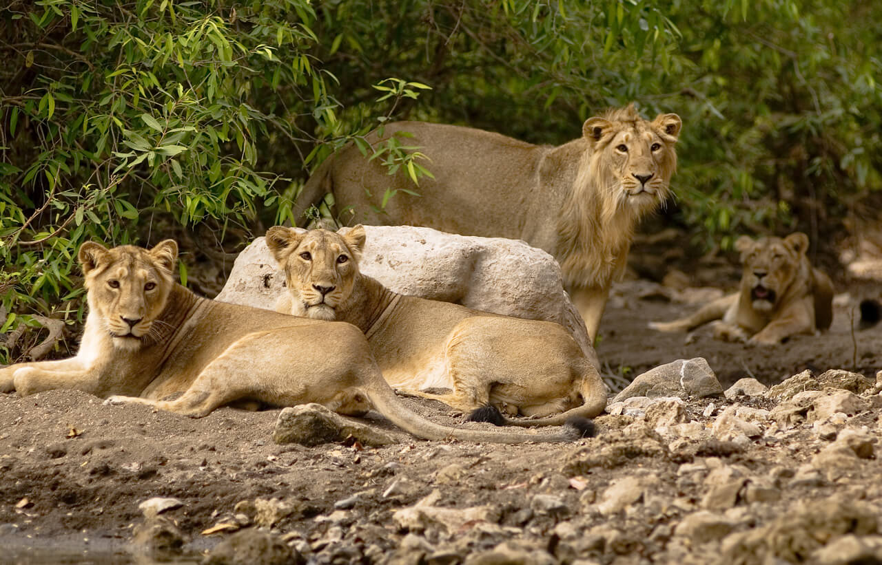 Asiatic Lion Family Sasan-gir national park India Asiatic lion family in Gir National Park in the Gujrat state of India.