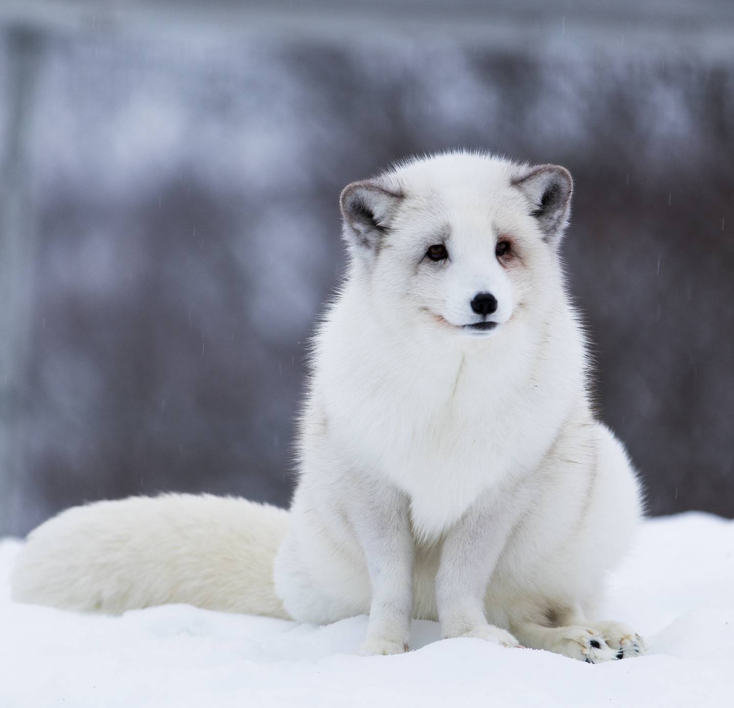 Arctic fox. Photo | Dreamstime_51496224 Arctic fox. Photo | Dreamstime_51496224