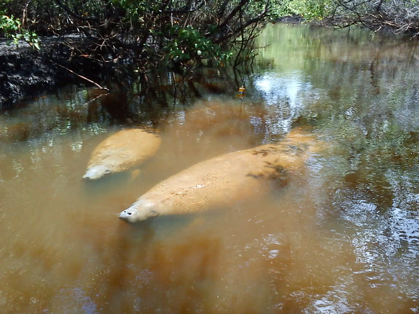 Amazonian manatee. Image Credit: Monica Kaneko, Animalia.bio.