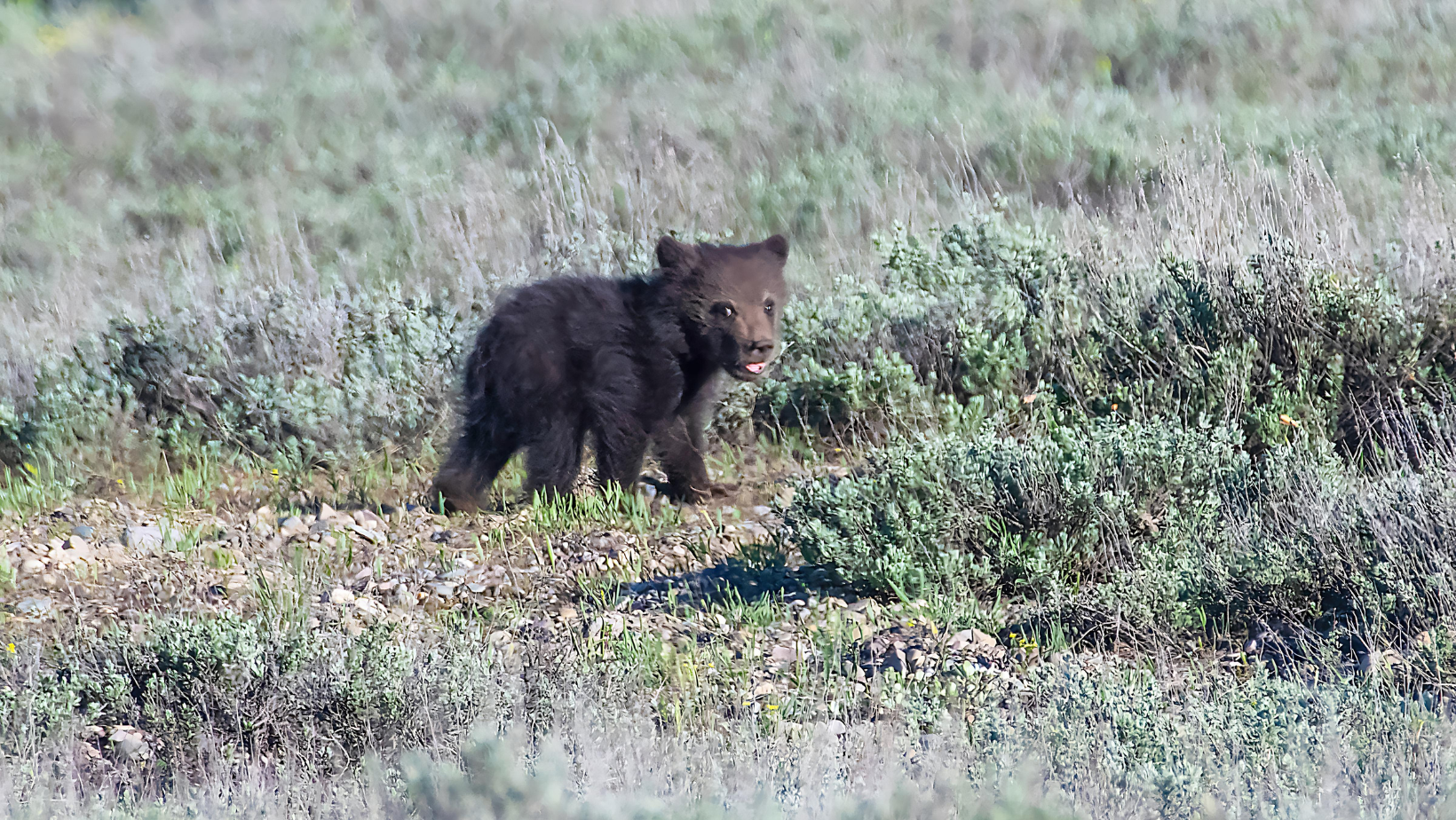 Grizzly bear cub walking free from mother bear. Image Credit: John Morrison from Getty Images Signature via Canva Pro. Grizzly bear cub walking free from mother bear. Image Credit: John Morrison from Getty Images Signature via Canva Pro.