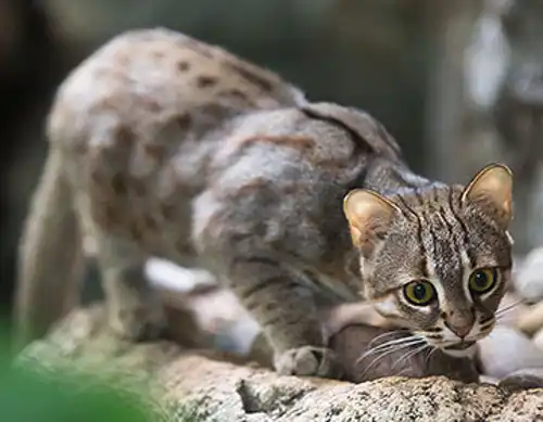 Rusty spotted cat (Prionailurus rubiginosus)