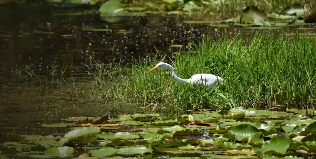 Wetland Restoration