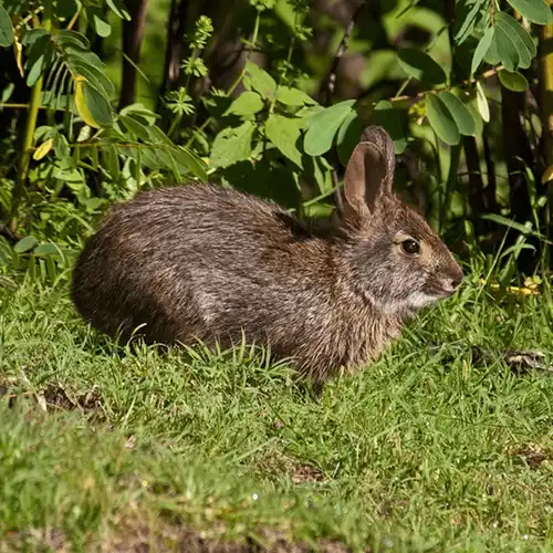 Omiltemi cottontail rabbit (Sylvilagus insonus)