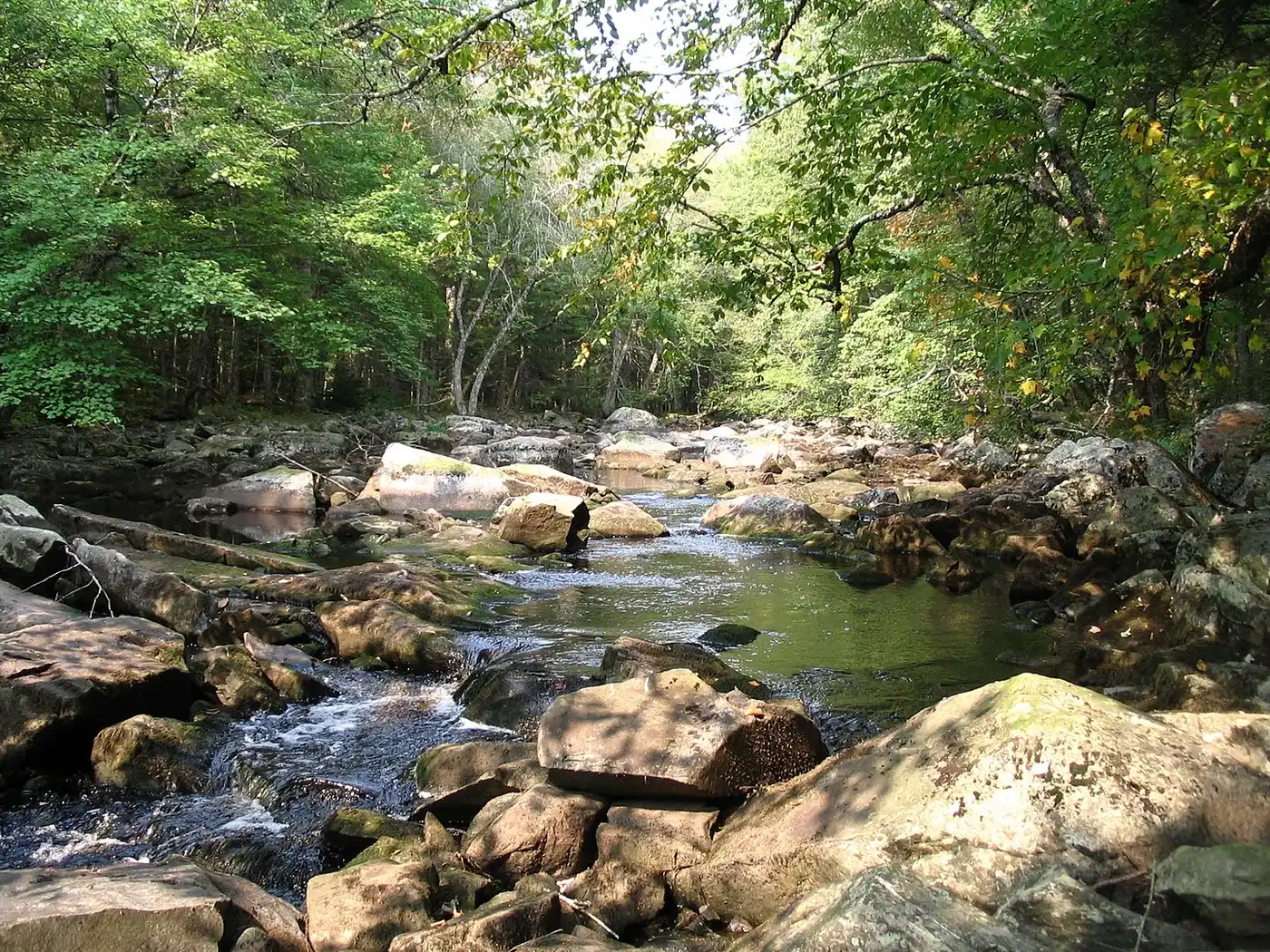 Northeastern American Mixed Forests (NA10)