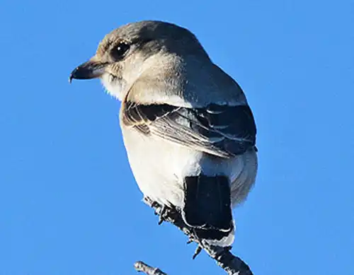 Northern shrike (Lanius excubitor)