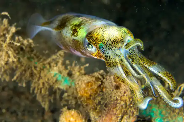 Biological Diversity