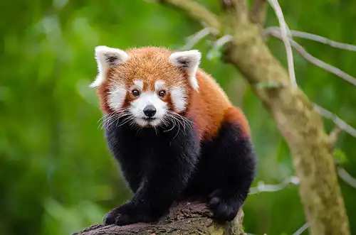 Red panda (Ailurus fulgens)