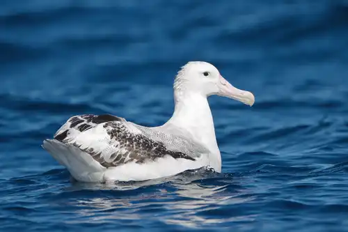 Snowy albatross (Diomedea exulans)