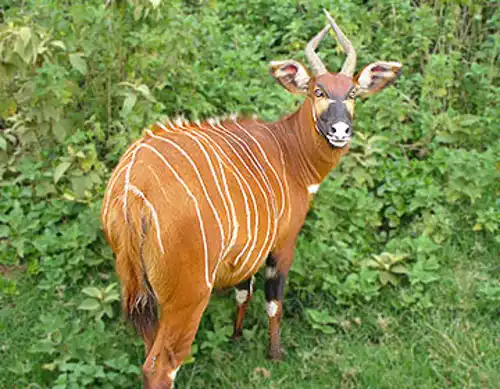 The bongo (Tragelaphus eurycerus)