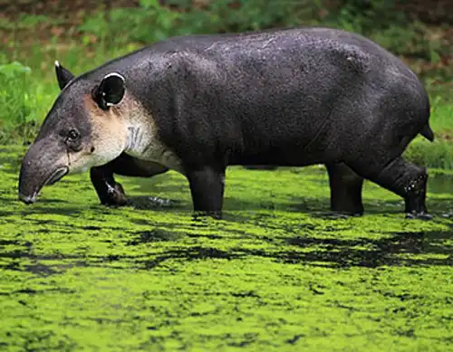 Baird's tapir (Tapirus bairdii)