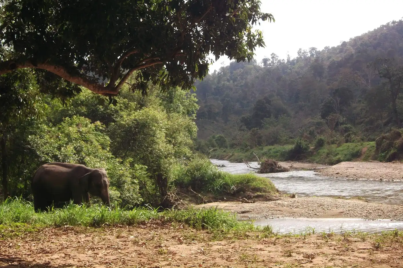 Indochina Mixed Forests & Peatlands (IM12)