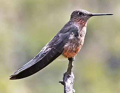 Giant hummingbird (Patagona gigas)