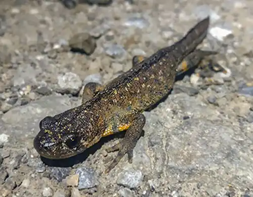 Southern crested newt (Triturus karelinii)