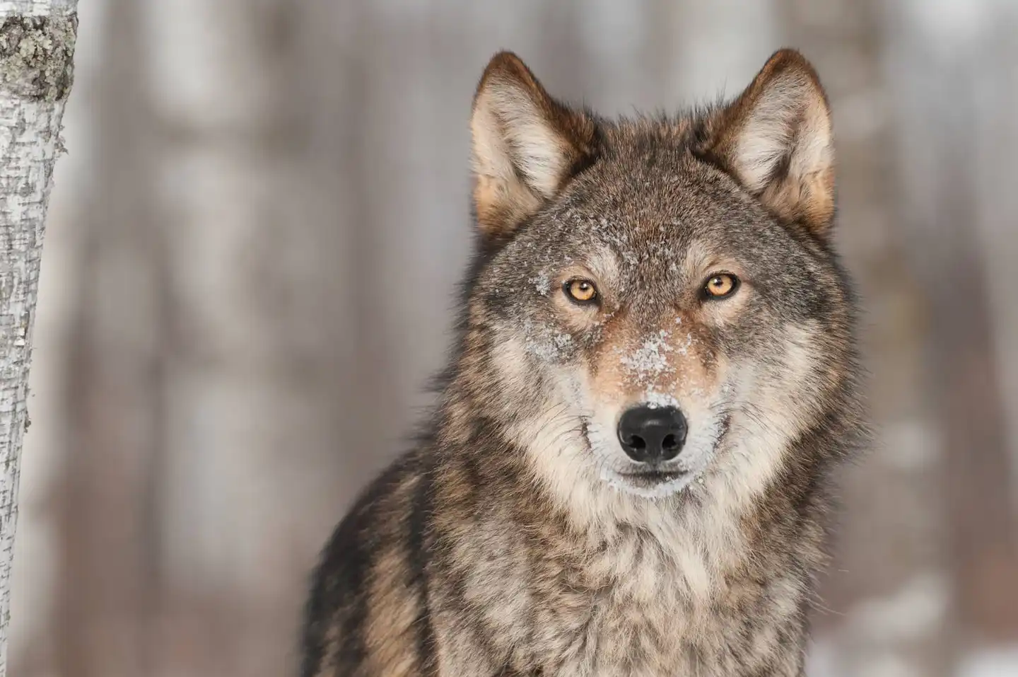 Six global success stories on how rewilding key species can rebalance ecosystems