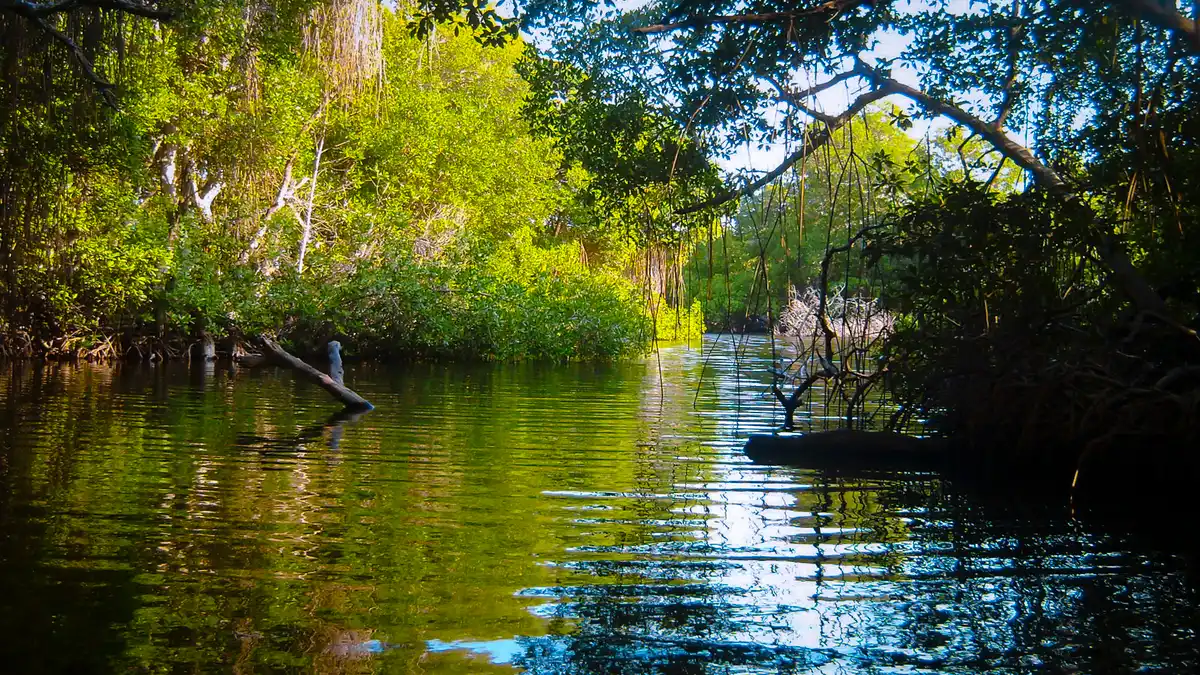 Guianan Forests & Savanna (NT21)