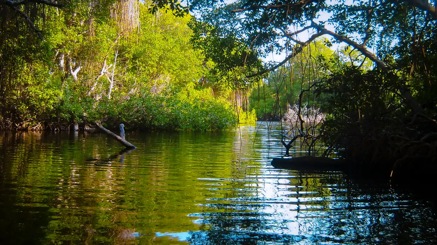 Guianan Forests & Savanna (NT21)