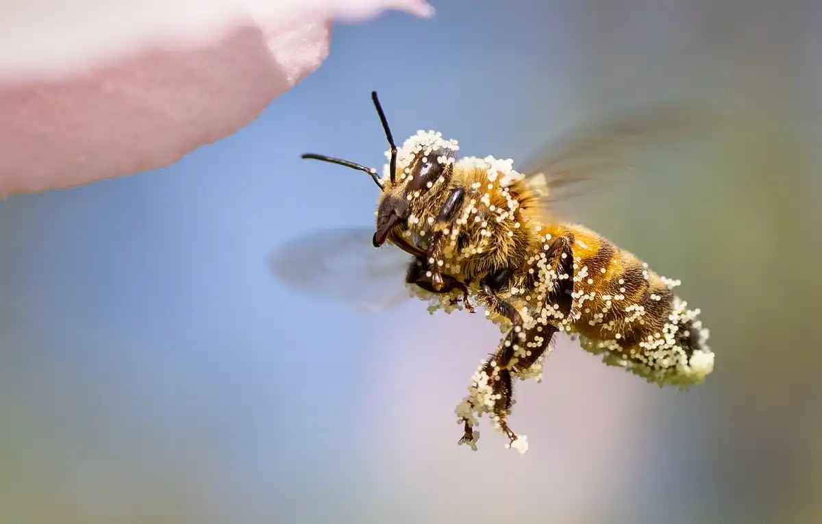 Pollinators
