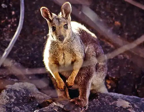 Black-flanked rock-wallaby (Petrogale lateralis)
