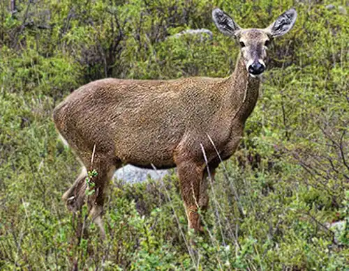 Chilean huemul (South Andean deer)
