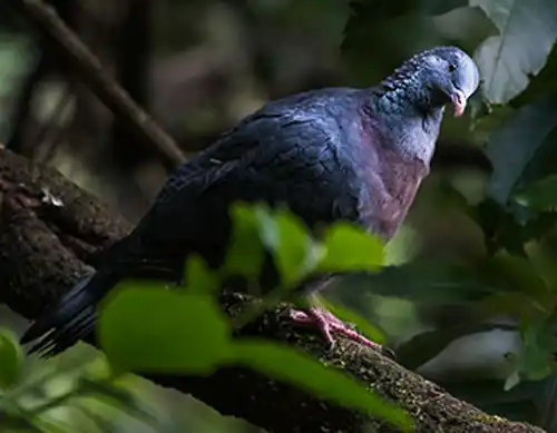Trocaz pigeon or Madeiran long-toed pigeon (Columba trocaz)