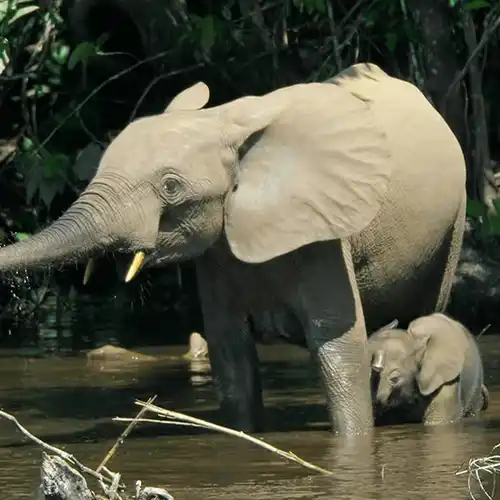 African forest elephant (Loxodonta cyclotis)