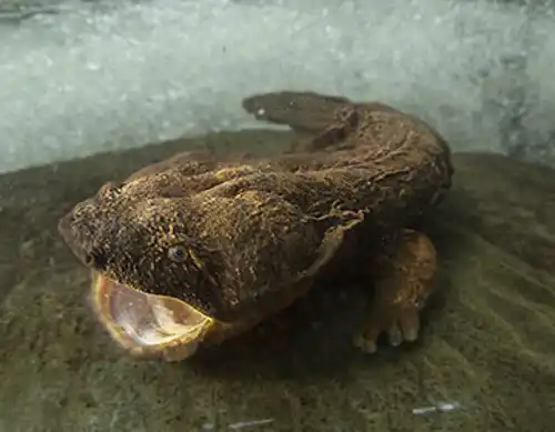 Hellbender (Cryptobranchus alleganiensis)