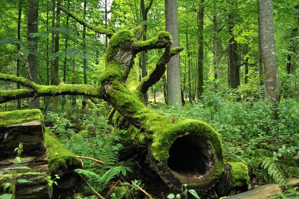 Greater European Forests
