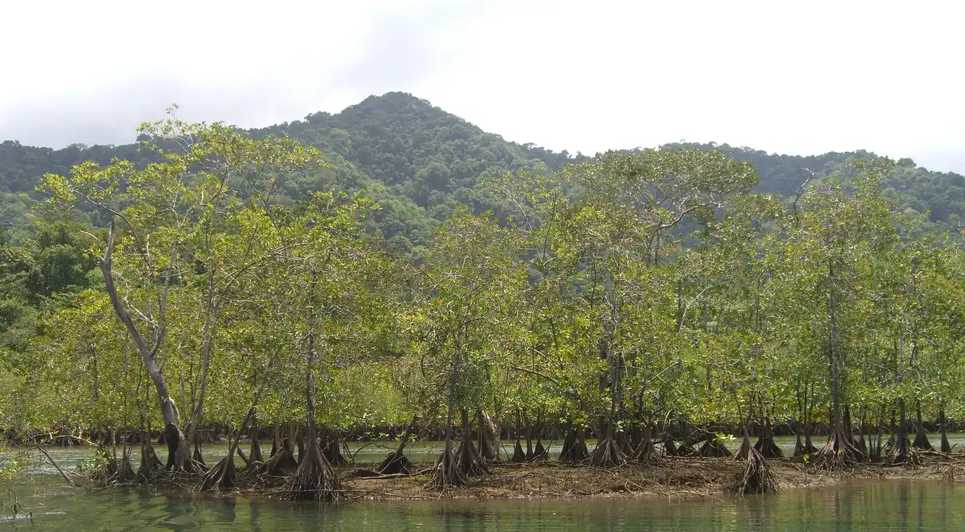 Central American Isthmian & Colombian Coastal Forests (NT24)