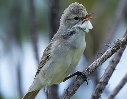 Bokikokiko reed warbler (Acrocephalus aequinoctialis)