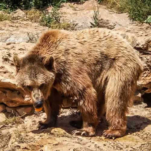 Syrian brown bear (Ursus arctos syriacus)