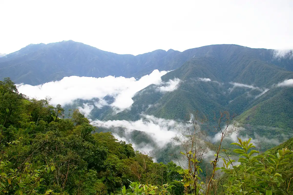 Andean Mountain Forests & Valleys (NT11)