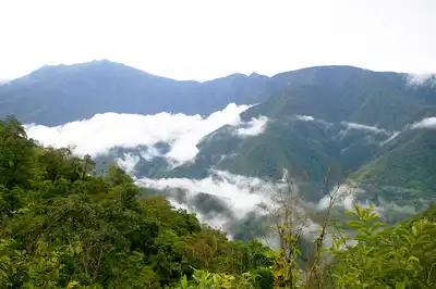 Andean Mountain Forests & Valleys (NT11)