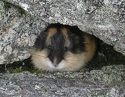 Norway lemming (Lemmus lemmus)