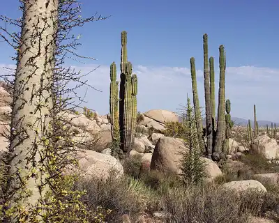Baja California & Southern Deserts (NA30)