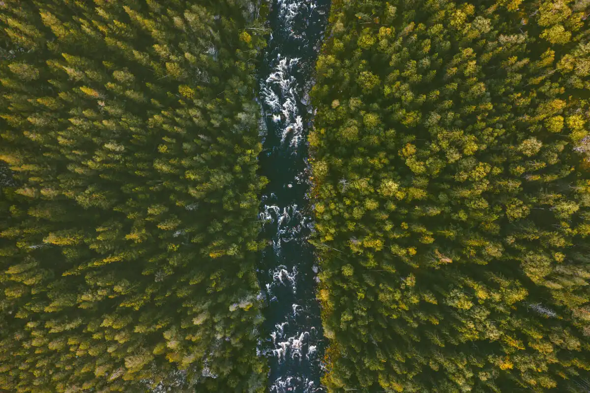 Scandinavia & West Boreal Forests