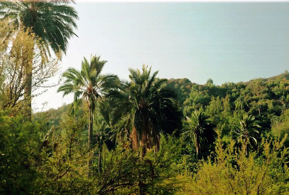 Chilean Matorral Shrublands & Savanna (NT6)