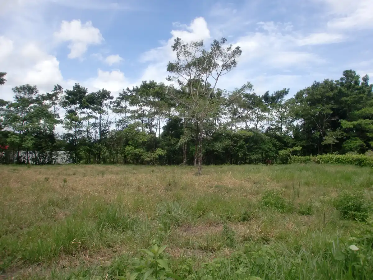 Llanos & Dry Forests (NT22)