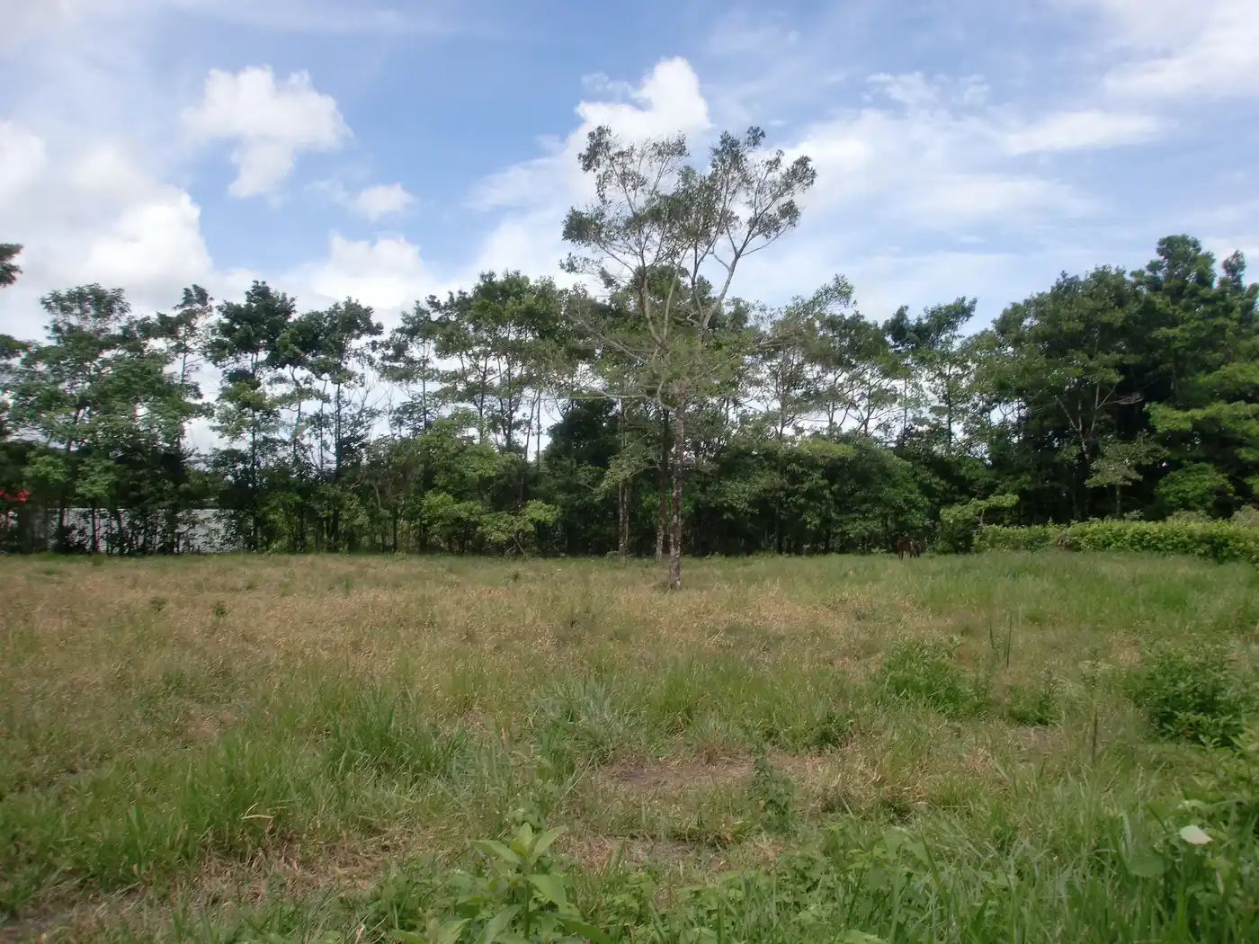 Llanos & Dry Forests (NT22)