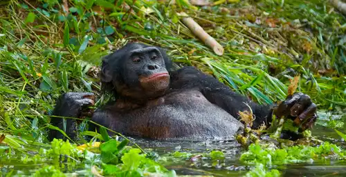 Bonobo (Pan paniscus)
