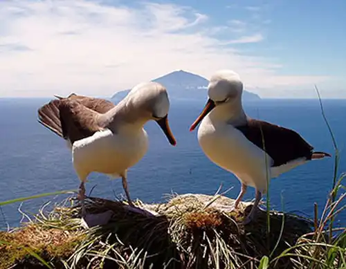 Tristan albatross (Diomedea dabbenena)