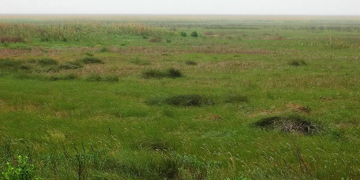 Western Gulf Coastal Grasslands (NA27)