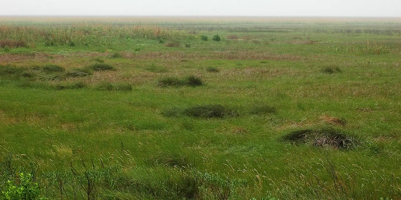 Western Gulf Coastal Grasslands (NA27)