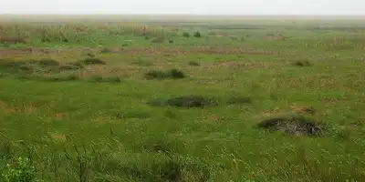 Western Gulf Coastal Grasslands (NA27)