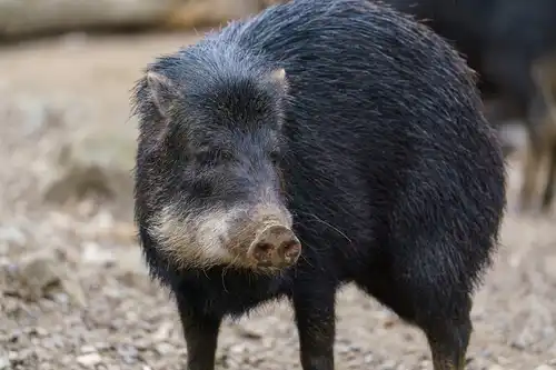 Chacoan peccary (Catagonus wagneri)