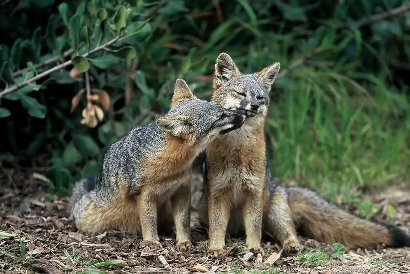 The successful conservation story of the endangered small island fox