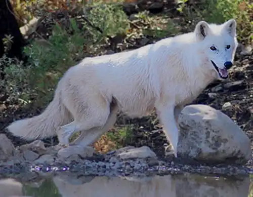 Tundra wolf (Canis lupus albus)