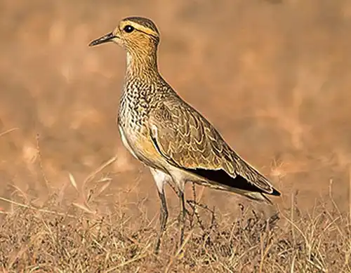 Sociable lapwing