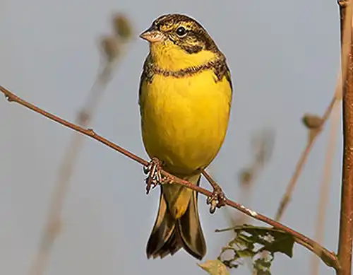 Yellow-breasted bunting (Emberiza aureola)
